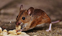 24 Hour & Emergency Exterminators in Rose Tree, PA
